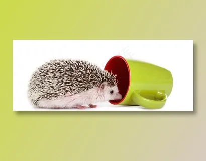 几只刺猬在玩耍近景高清摄影图片