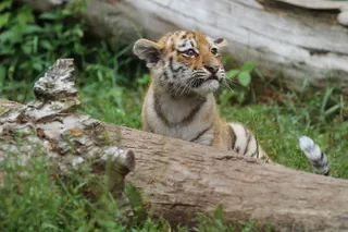 老虎动物园百兽之王虎王野生老虎动物
