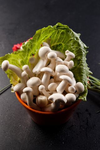 火锅菜品配菜蘑菇杂菌菌类