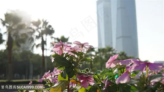 路边花朵特写 路边花朵特写