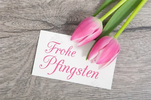 粉色郁金香卡片鲜花图片