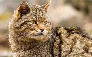 小花猫咪图片大全