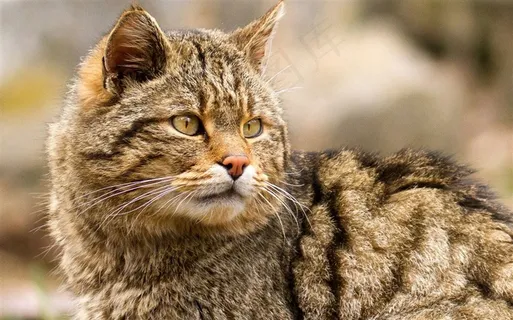 小花猫咪图片大全 小花猫咪图片大全