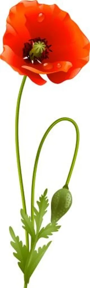 罂粟花 PNG免抠