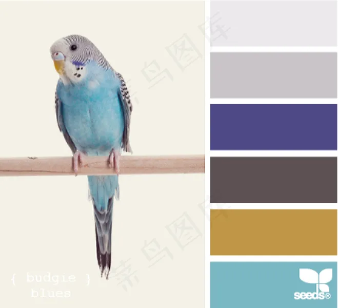 家禽鸟类配色色卡色彩搭配