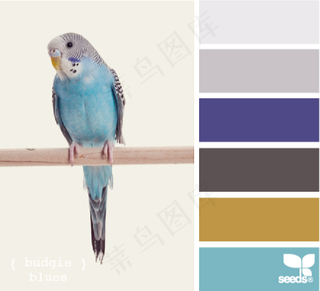 家禽鸟类配色色卡色彩搭配