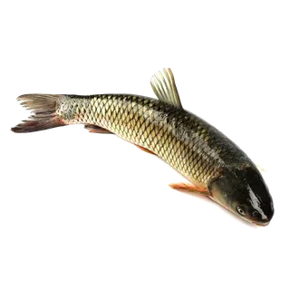 鱼类(94)海鲜超市商品红酒白底图免抠实物摄影png格式图片透明底