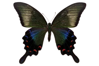 蝴蝶 彩蝶 花蝴蝶 动物 昆虫 免抠