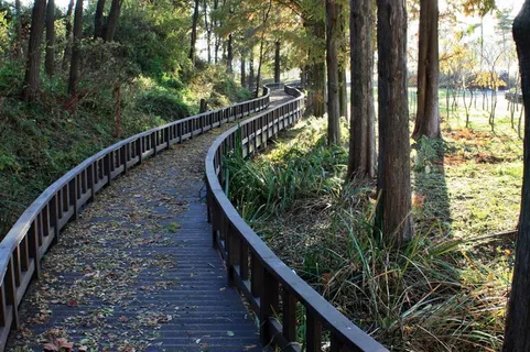 公园落叶风景图片 公园落叶风景图片