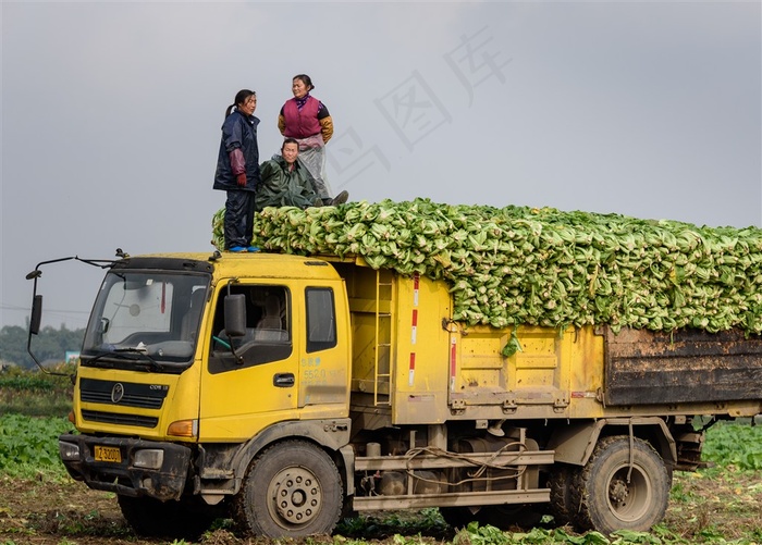卡车装载蔬菜