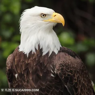 生物世界鸟类摄影 生物世界鸟类摄影