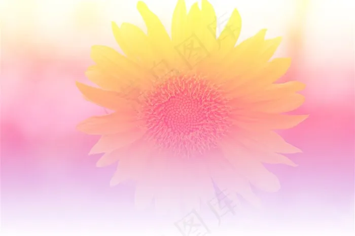 唯美清新粉色渐变花朵背景高清图片