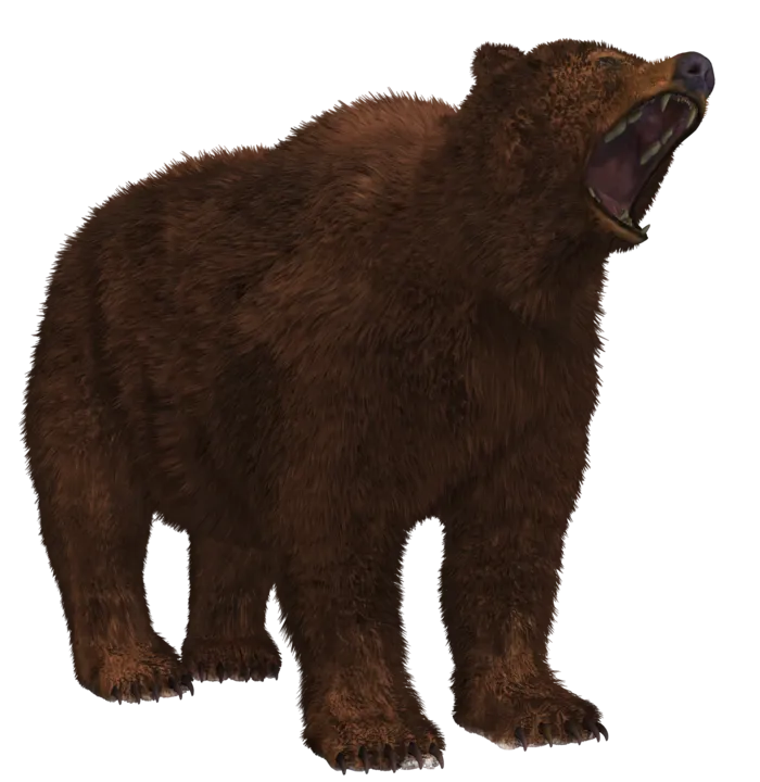 熊动物棕熊动物园野生动物狗熊