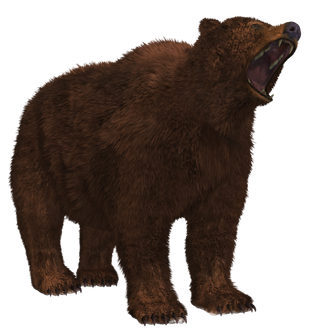 熊动物棕熊动物园野生动物狗熊