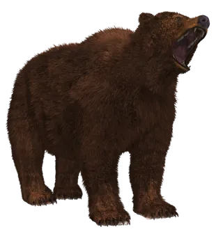 熊动物棕熊动物园野生动物狗熊