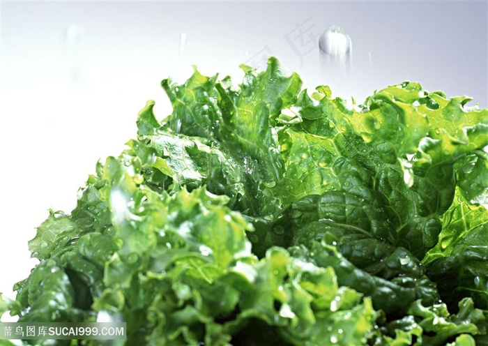 新鲜生菜蔬菜高清素材