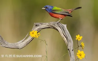 树枝上停留的一只小花鸟