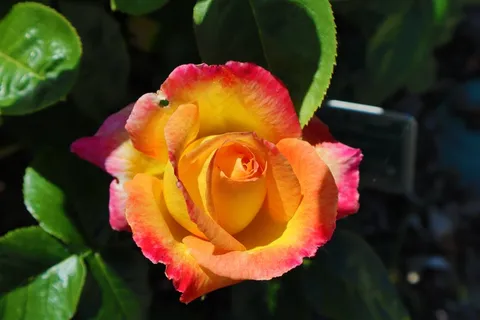橙色玫瑰鲜花图片 橙色玫瑰鲜花图片