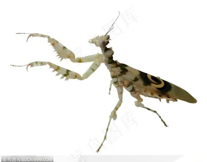 昆虫世界-展臂的螳螂