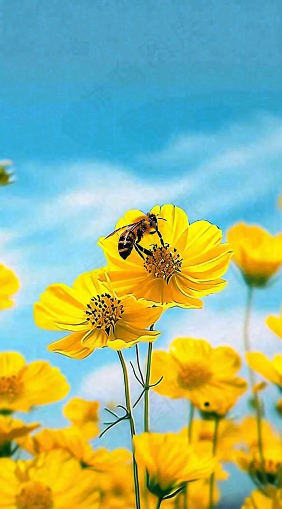 清新春天蓝天花丛黄色小花朵蜜蜂，春分摄影图(816x1472)