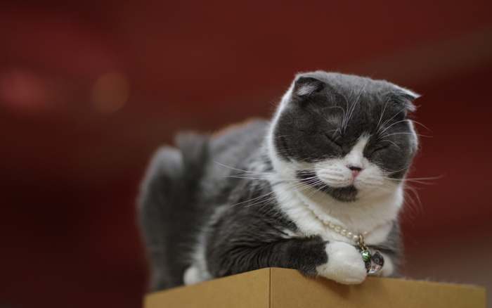 睡觉中的小猫咪