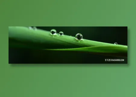 绿色树叶上晶莹剔透的水珠微距特写摄影 绿色树叶上晶莹剔透的水珠微距特写摄影