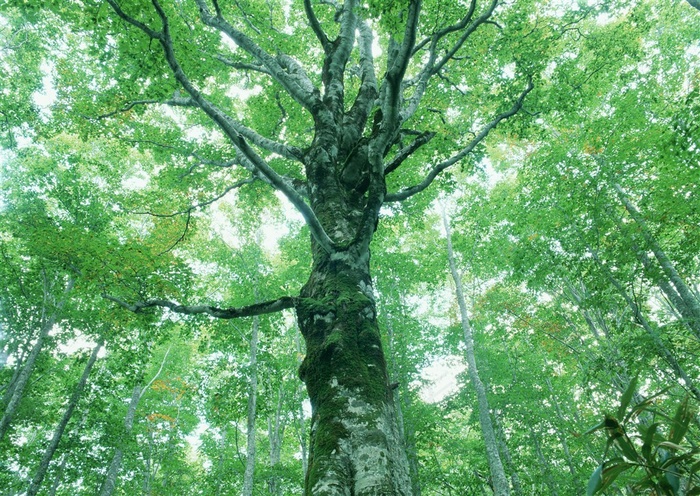 森林的树缝穿过的光春天风景素材