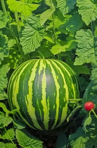 西瓜地藤蔓背景