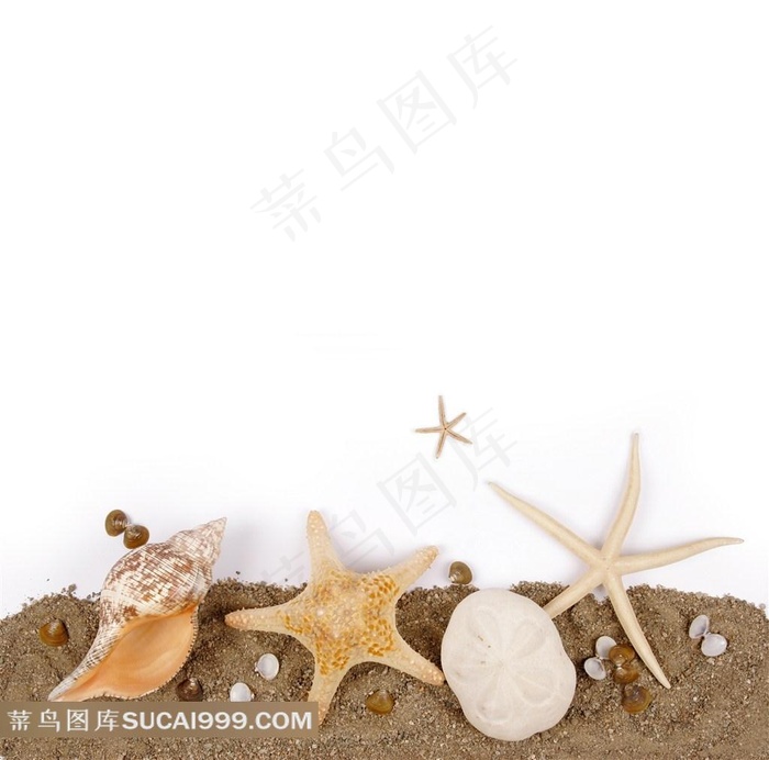 沙滩海螺贝壳高清图片