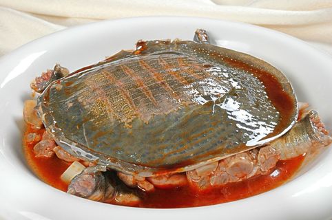 红煨生态水鱼168斤