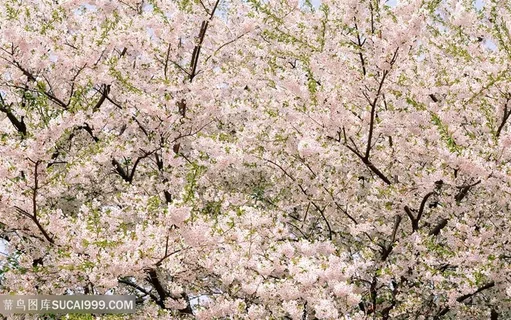 唯美花卉树枝壁纸
