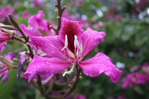 高清红色百合图片下载 高清红色百合图片下载