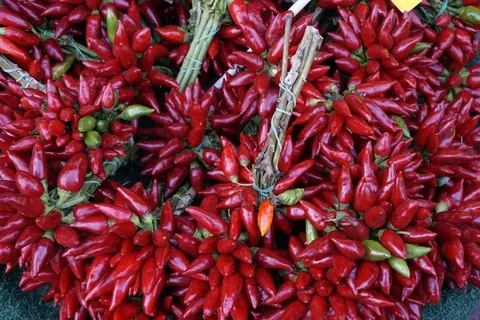 红色小辣椒丰收图片 红色小辣椒丰收图片