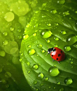 春天夏天七星瓢虫动物昆虫在绿叶上，谷雨立夏夏至小暑摄影图