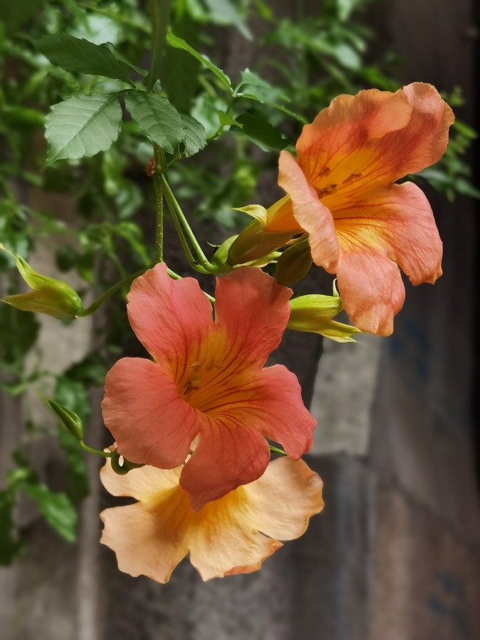 橙色凌霄花