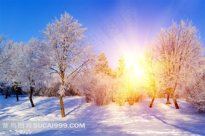 蓝色天空下的积雪和阳光风景