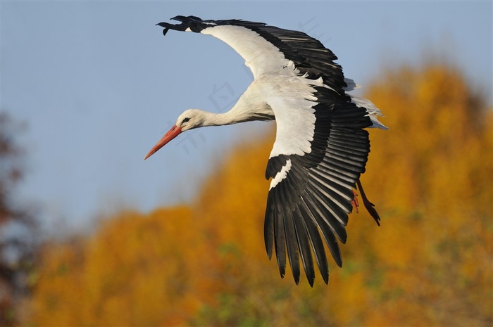 美丽的白鹳动物大图