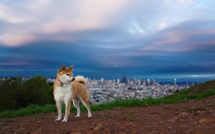 狗狗在山顶
