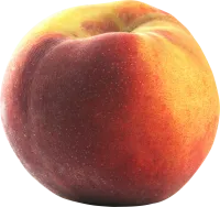 9_peach_PNG4876