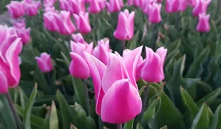 郁金香花海绽放图片