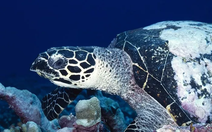 海洋生物海龟高清图