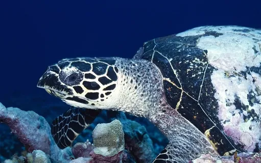 海洋生物海龟高清图
