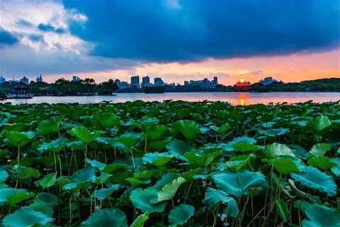 夏日大明湖荷塘风景图片