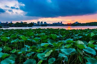 夏日大明湖荷塘风景图片