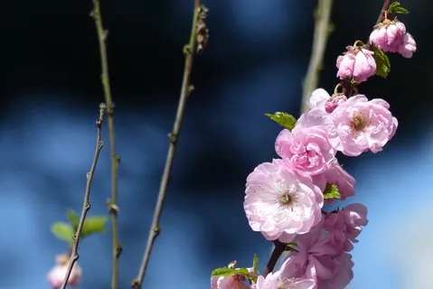 春天樱花摄影图片 春天樱花摄影图片