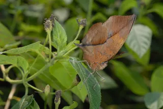 枯叶蝶图片素材