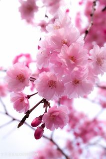 高清唯美粉嫩樱花鲜花图片