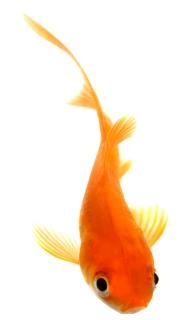金鱼 PNG免抠(195x320)