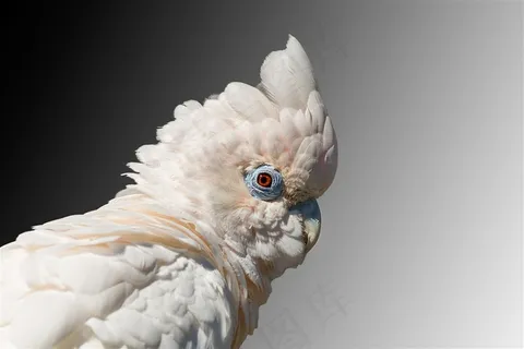 转动着眼睛的鹦鹉特写摄影高清图片 转动着眼睛的鹦鹉特写摄影高清图片