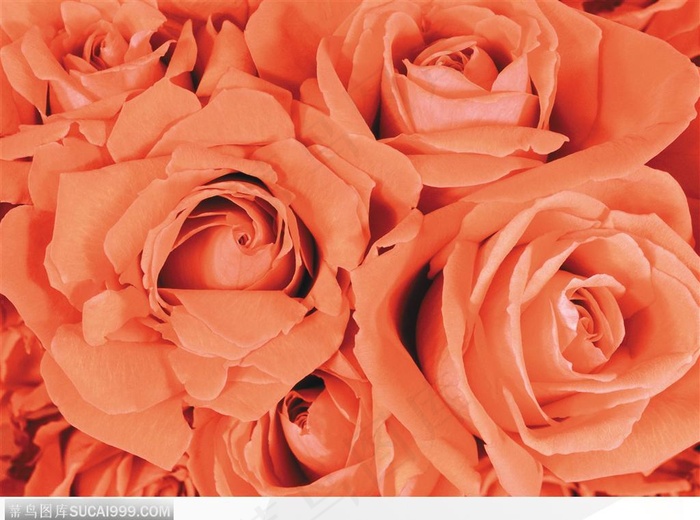 玫瑰花束-一堆漂亮的红色玫瑰花